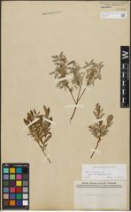 Foto von Salix repens subsp. incubacea (L.) A. Neumann